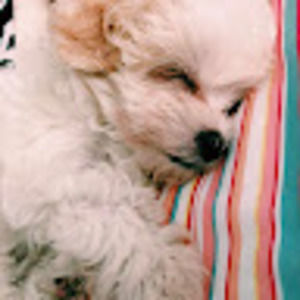 Meet your Posher, Macy